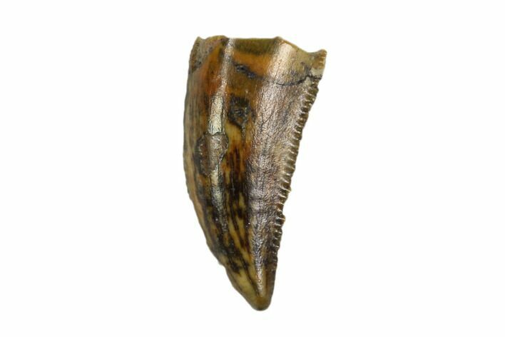 Raptor Tooth - Real Dinosaur Tooth #90087
